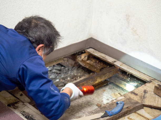 Best Residential Mold Remediation in Central, SC
