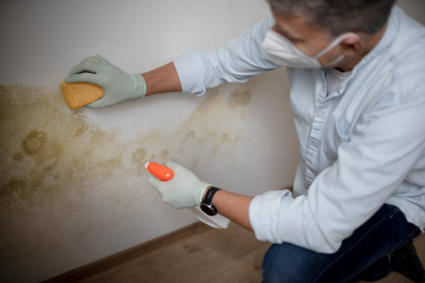Best HVAC Mold Remediation in Central, SC