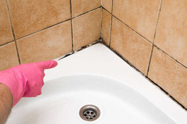 Professional Mold Remediation in Central, SC